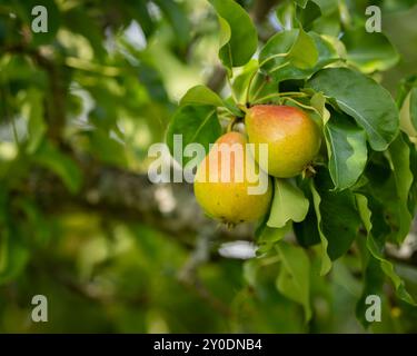 Nahaufnahme reifer Birnen auf einem Baumzweig mit üppigem Gartenhintergrund. Appetitliche Birnen auf einem Zweig im Garten. Hintergrundbild. Stockfoto