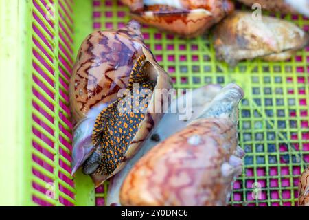 Große schöne Muscheln mit einer Muschel in einem Plastiktablett auf einem Fischmarkt. Verkauf von Meeresfrüchten in Asien. Stockfoto