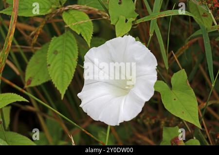 Weiße Blume des Konvolvulus Stockfoto