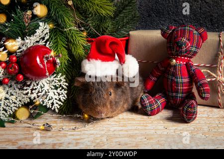 Junge süße Teddy Meerschweinchen Cavia Porcellus auf weihnachtlichem Hintergrund, mit Weihnachtsmütze. Fichtenbaum und Geschenk im Hintergrund, Studio-Aufnahme im Innenbereich. Stockfoto