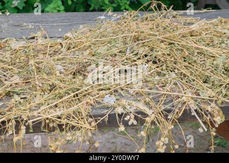 Wildes Gras. Getrocknetes Gras trocknet auf Holztisch. Zarte Blumenanordnung getrockneter Wildblumen. Anordnung im Bauernhof. Stockfoto