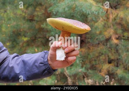 Sammeln Sie Waldpilze. Pilz mit brauner Kappe in männlicher Hand. Natur des sonnigen Herbstwaldes. Herbstferien. Stockfoto