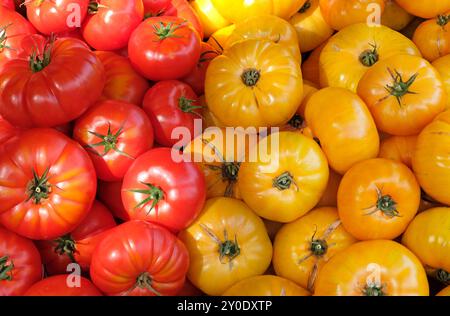 Rote und gelbe Rindertomaten am Marktstand in norfolk, england Stockfoto