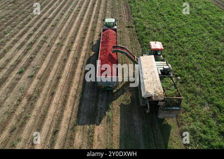 Mähdrescher beladen einen Lkw mit frisch geernteten Tomaten Stockfoto