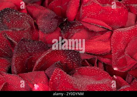 Eine große Anzahl roter Blütenblätter aus einer Rose im Wasser, rote Blütenblätter eines Rosenknospens, bedeckt mit Wassertropfen Stockfoto