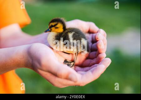Entlein steht in umschlossenen Händen, hervorgehoben durch sanftes Sonnenlicht. Stockfoto