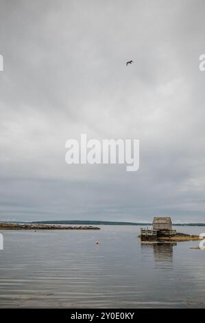 Möwe fliegt über eine alte Fischerhütte an der Küste von Nova Scotia Stockfoto