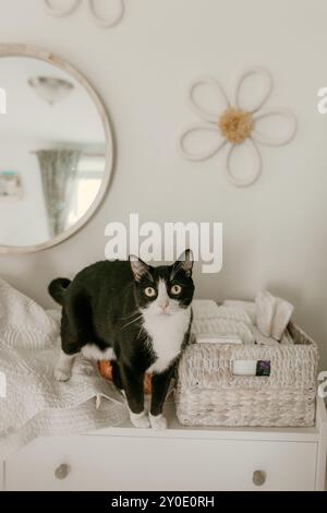 Schwarz-weiß-Katze auf Kindergartenkommode Stockfoto