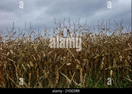 Verdorbene Maisstängel auf einem Feld im Herbst Stockfoto