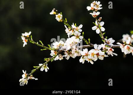 Blumenbaum, Randa, Gemeinde Algaida, Mallorca, balearen, spanien, europa Stockfoto