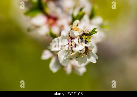 Blumenbaum, Randa, Gemeinde Algaida, Mallorca, balearen, spanien, europa Stockfoto