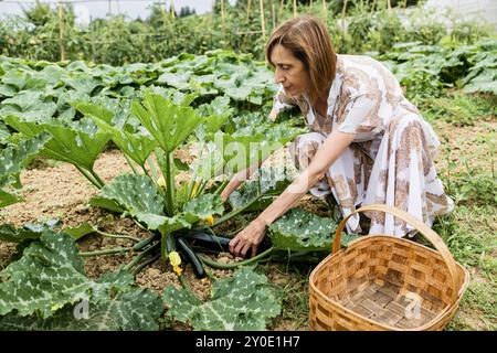 Eine Frau, die Zucchini in einem Gemüsegarten pflückt, kniet neben den Pflanzen mit einem Korb in der Nähe, umgeben von Grün und einer Farm im Freien. Stockfoto