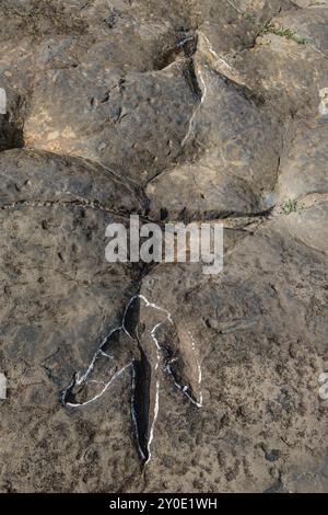 Dinosaurierspuren, die Peladillo-Ära-Ichnites-Deponie, Igea, La Rioja, Spanien, Europa Stockfoto