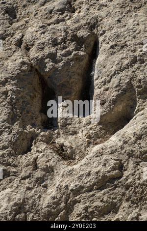 Dinosaurierspuren, Valdecevillo Site, Enciso, La Rioja, Spanien, Europa Stockfoto