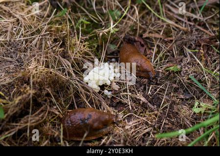 Natur Nacktschnecken Laich der Spanischen Wegschnecke Nacktschnecke. 1.9.2024 *** Natur-Nacktschnecken-Laichen der spanischen Schnecke Nacktschnecke 1 9 2024 Stockfoto