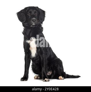 Kreuzungshund, australische Hirtenkreuz mit Cocker, isoliert auf weiß Stockfoto