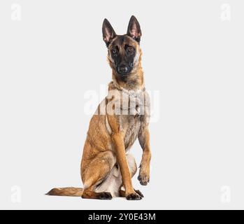 Der belgische Schäferhund Malinois trägt einen Kragen, der auf die Kamera und die Pfoten blickt, isoliert auf Grau Stockfoto