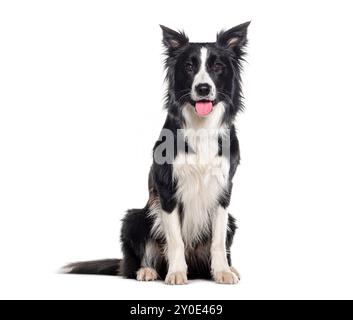 Junger Schwarzweiß-Border-Collie sitzt und blickt in die Kamera, ein Jahr alt, isoliert auf weiß Stockfoto