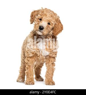 Labradoodle Hund, Kreuzungspudel mit labrador, Blick auf die Kamera, isoliert auf weiß Stockfoto