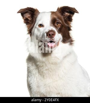 Kopfaufnahme eines weißen und braunen Border Collie isoliert auf weiß Stockfoto