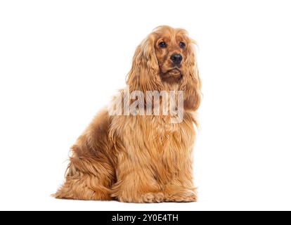 Sitzender Red Cocker Spaniel, der wegschaut, sitzend, isoliert auf weiß Stockfoto