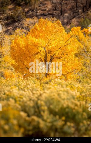 Siingle-Baum bedeckt mit Orangenblättern auf einer Wildblumenwiese im Oktober Stockfoto