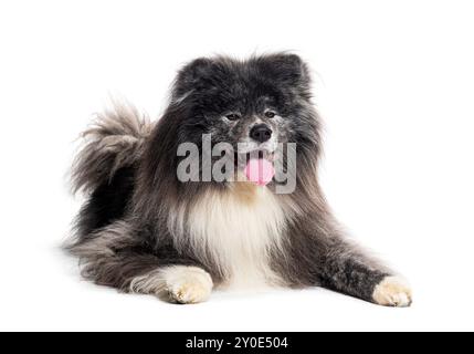 Langhaarige akita inu, isoliert auf weiß Stockfoto