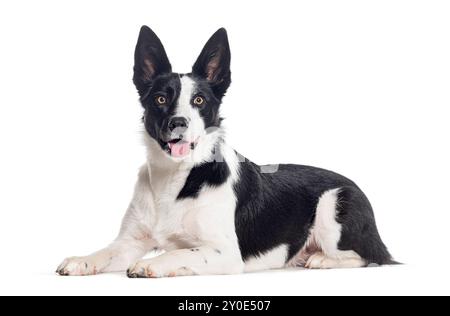 Schwarzweiß-Mischling-Hund, gekreuzt mit einem Border Collie, isoliert auf weiß Stockfoto