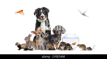 Gruppe von Haustieren, die sich um Hunde und Katzen ausgeben; Hund, Katze, Frettchen, Kaninchen, Vogel, Fisch, Nagetier, isoliert auf weiß Stockfoto