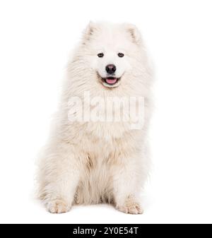 Samoiden Hund, der keucht und in die Kamera schaut, isoliert auf weiß Stockfoto