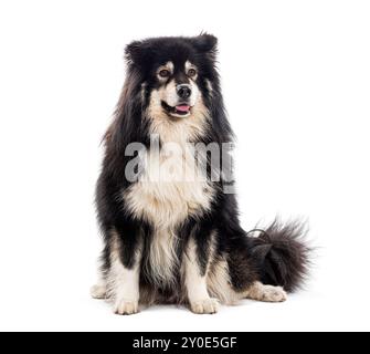 Finnischer Lapphund, isoliert auf weiß Stockfoto