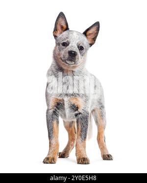 Welpe australischer Rinderhund, drei Monate alt, isoliert auf weiß Stockfoto