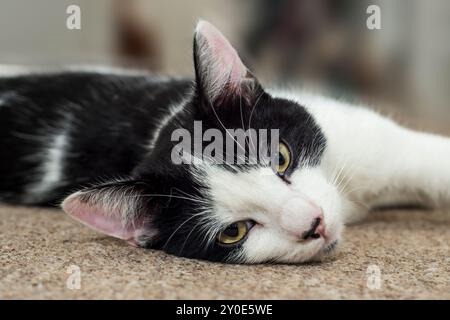 Schwarz-weiße „Smoking“-Katze mit Hauszubehör, die drinnen auf dem Sofa posiert Stockfoto