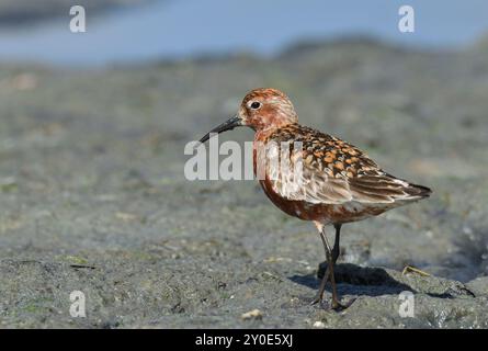 Posing-Sandpiper mit Grau Stockfoto