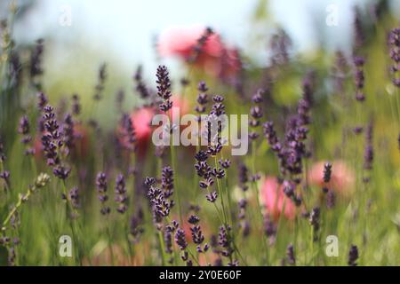 Ein zartes Blumenmuster mit leuchtendem Lavendel im Vordergrund und weichen, blühenden Rosen im Hintergrund. Das Bild erfasst die harmonische Bel Stockfoto