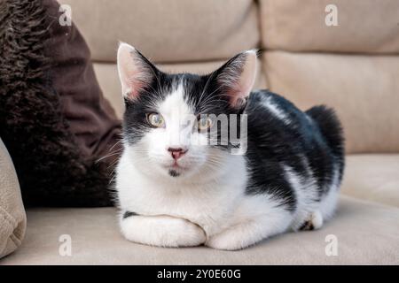 Schwarz-weiße „Smoking“-Katze mit Hauszubehör, die drinnen auf dem Sofa posiert Stockfoto