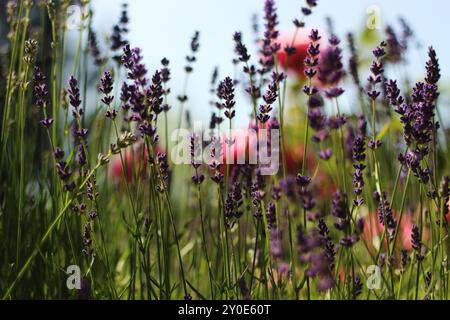 Ein zartes Blumenmuster mit leuchtendem Lavendel im Vordergrund und weichen, blühenden Rosen im Hintergrund. Das Bild erfasst die harmonische Bel Stockfoto