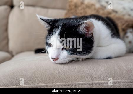 Schwarz-weiße „Smoking“-Katze mit Hauszubehör, die drinnen auf dem Sofa posiert Stockfoto