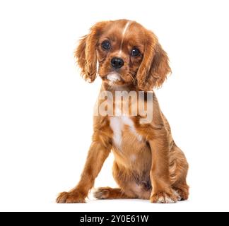 Welpenkavalier König Charles Spaniel, 14 Wochen alt, isoliert auf weiß Stockfoto