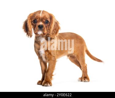 Welpenkavalier König Charles Spaniel, 14 Wochen alt, isoliert auf weiß Stockfoto