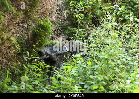 Ein schwarz-weißer Hund wird mitten in der Action gefangen und entlastet sich in einer natürlichen Umgebung im Freien. Das Bild stellt offen einen gewöhnlichen, alltäglichen Moment dar Stockfoto