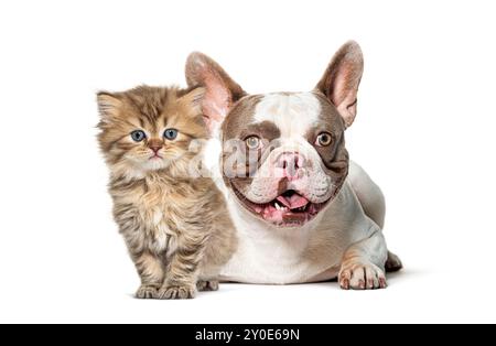 Französische Bulldogge und britische Langhaar-Kätzchen posieren zusammen auf weißem Hintergrund Stockfoto