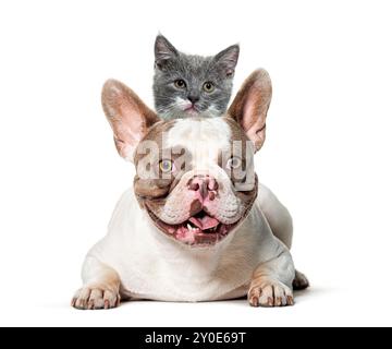 Französische Bulldogge liegend mit einem süßen grauen Kätzchen auf dem Rücken auf weißem Hintergrund Stockfoto