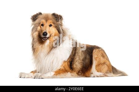 Seitenansicht des rauen Collie liegend, isoliert auf weiß Stockfoto