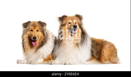 Seitenansicht von zwei rauen Collie-Hunden, isoliert auf weiß Stockfoto