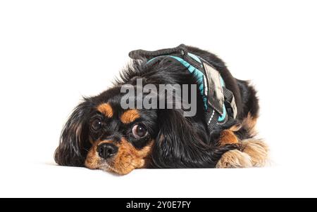 Cavalier King Charles Spaniel liegend und mit einem Harness, isoliert auf weiß Stockfoto
