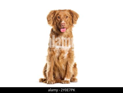 Sitzende Nova Scotia Duck Tolling Retriever, isoliert auf weiß Stockfoto