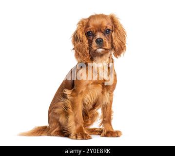 Der junge Kavallier King Charles, sechs Monate alt, sitzt und blickt in die Kamera, isoliert auf weiß Stockfoto