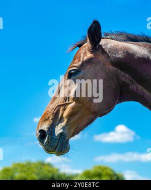 Seitlicher Kopfschuss eines braunen Pferdeschengstes vor blauem Himmel. Porträt des Pferdes im Profil Stockfoto