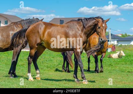 Haussäugetiere grasen auf grünem Feld am Sommertag in der Nähe von Gebäuden. Pferde, Kuh. Ländliche Farm-Szene Stockfoto